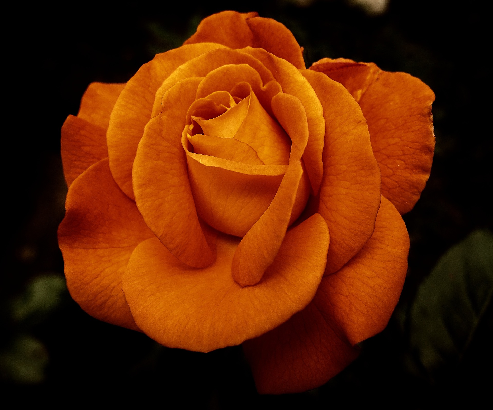 Singing Rose